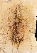 LEONARDO da Vinci, The organs of the woman